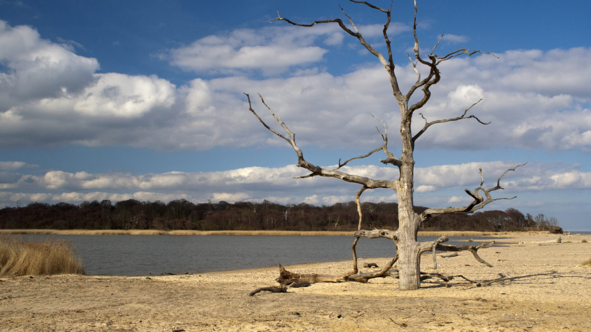 sequía, Dead tree on Benacre Beach in Suffolk, cloración salina, piscina